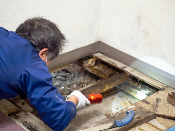 Office Mold Removal Services in Briarcliff, TX