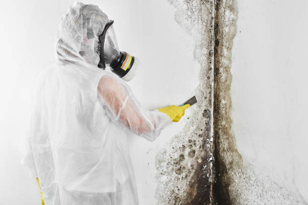 Best Crawl Space Mold Removal  in Briarcliff, TX