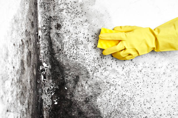 Best Best Mold Removal Companies  in Briarcliff, TX