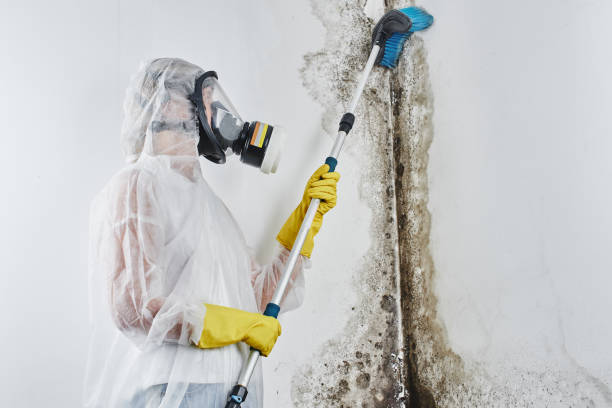 Best Mold Remediation  in Briarcliff, TX