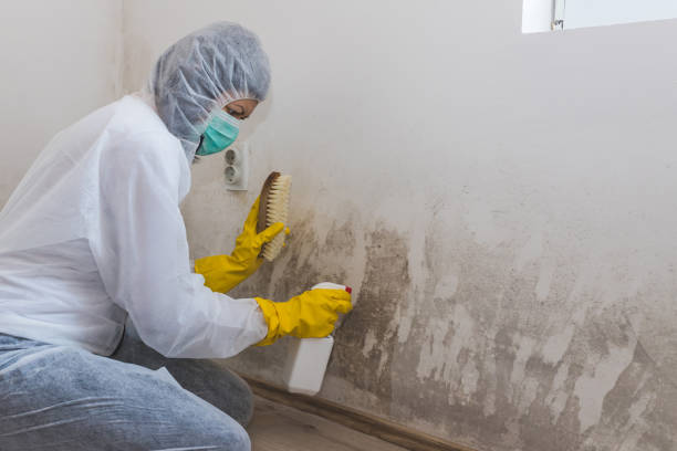 Best Toxic Mold Removal  in Briarcliff, TX