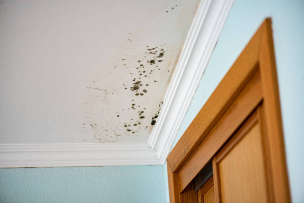 Best Residential Mold Removal  in Briarcliff, TX