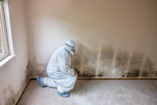 Best Fast Mold Removal  in Briarcliff, TX