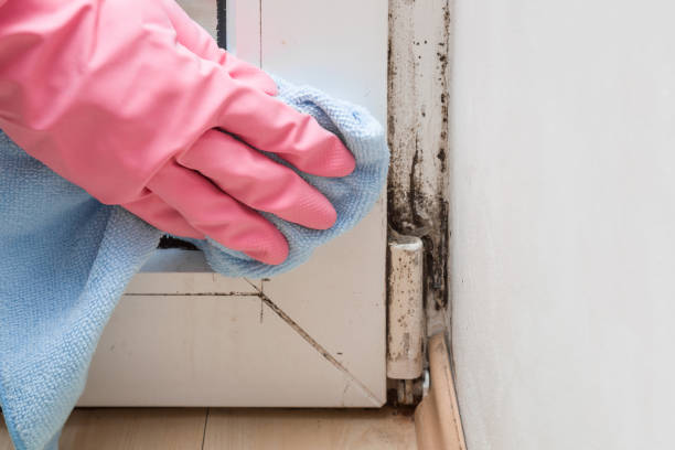 Best Local Mold Removal Service  in Briarcliff, TX